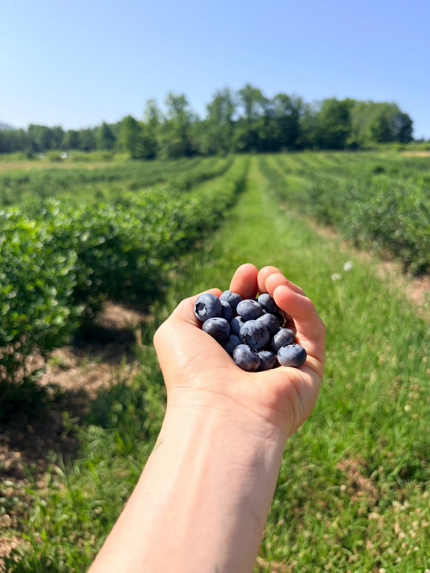 Always Growing Farm blueberries in Brooktondale, NY