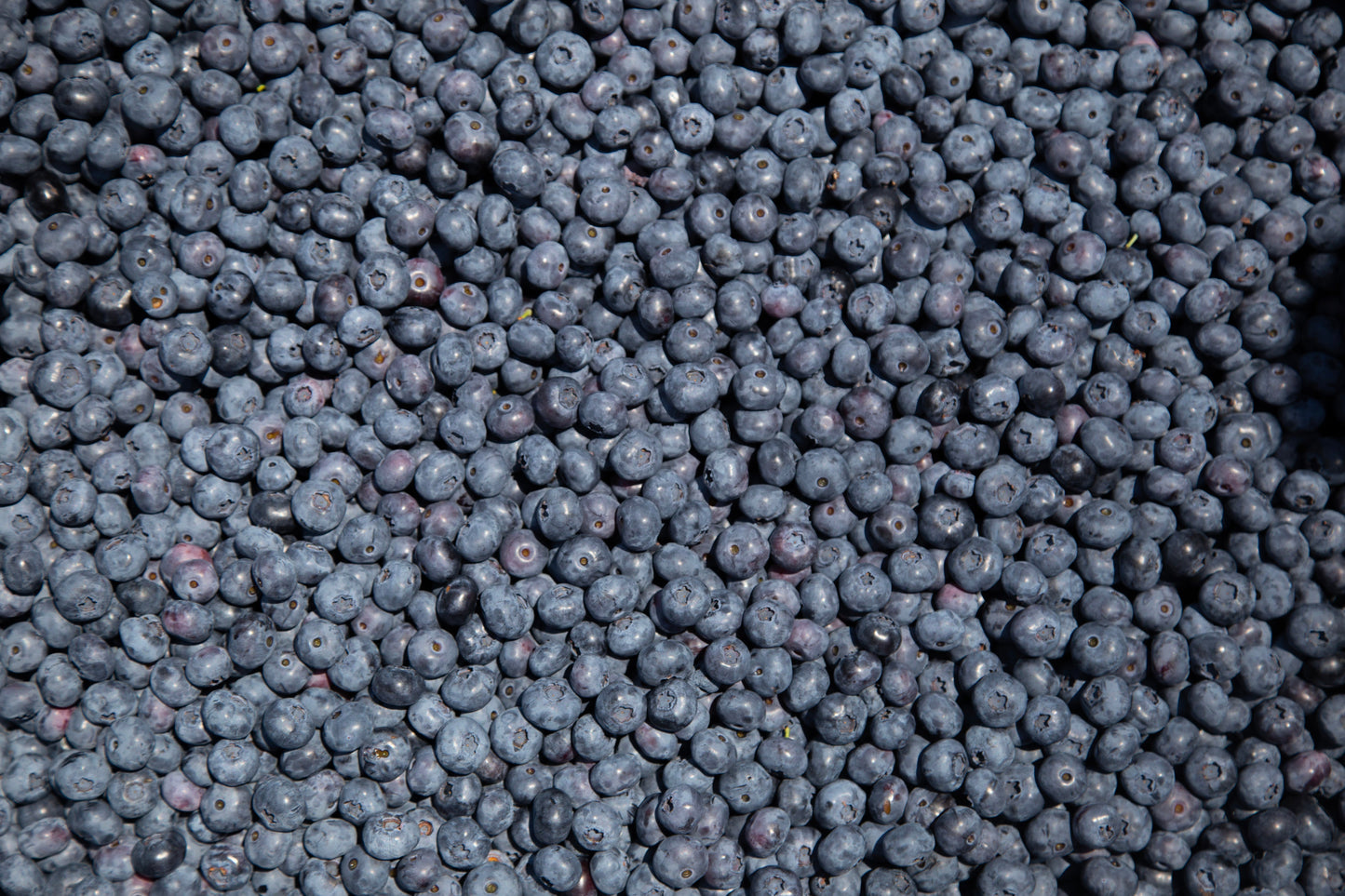 Blueberries are ripe!